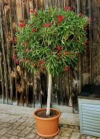 Kugelbaum Oleander rot 2.50m Bayern - Mering Vorschau