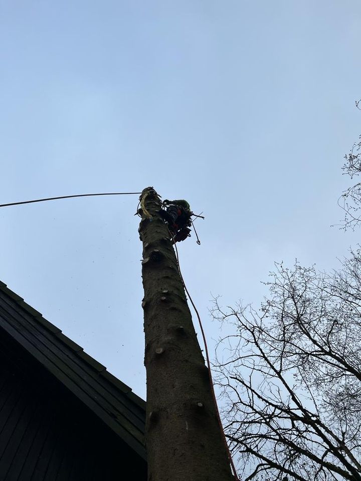 Baumfällung-Seilklettertechnik-Todholzentfernung-Baumpflege in Lohmar