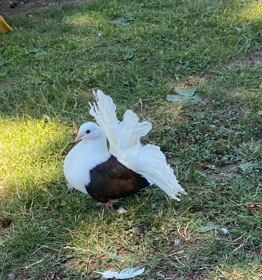 Pfautauben in Stuttgart