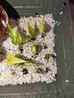 Alocasia cucullata mint variegata kleine pflanzen Zimmerpflanze Baden-Württemberg - Deggenhausertal Vorschau