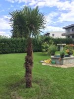 PALME TRACHYCARPUS FORTUNEI HÖHE 300CM WINTERHART -19 GRAD Bayern - Miltenberg Vorschau