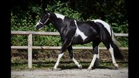 Westernreitbeteiligung für Paint Horse Stute gesucht Bayern - Schrobenhausen Vorschau