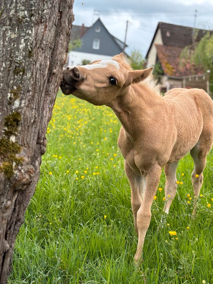 Quarter Horse Fohlen - Reining Prospect in Rosenfeld