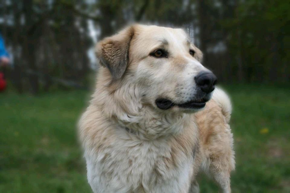 Heidi sucht ein XL Körbchen in Salzwedel