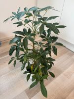 Schefflera Hessen - Wetzlar Vorschau