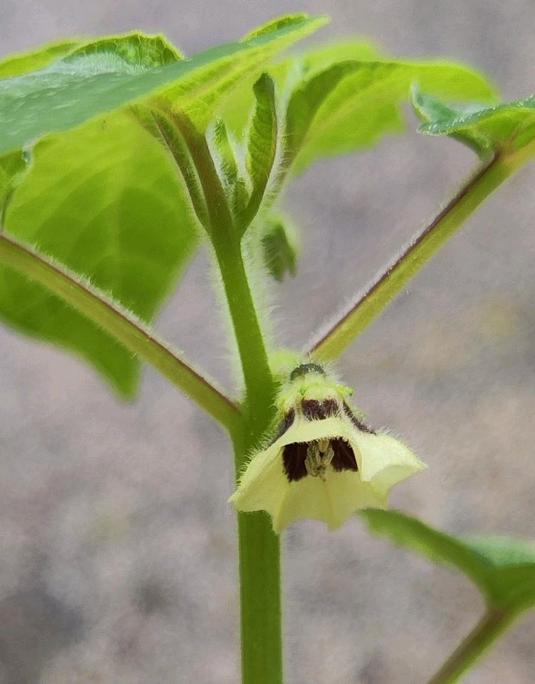 Physalis Pflanzen - Ananaskirche - biologischer Anbau in Ascha