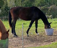 3 jährige Deutsche Warmblutstute Sachsen-Anhalt - Löderburg Vorschau