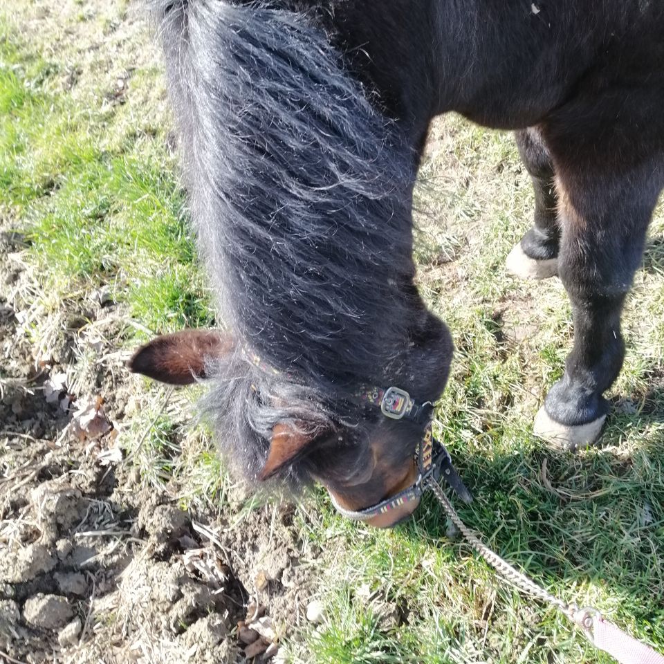 Pflegebeteiligung für Pferde/Ponys in Mering