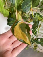 Philodendron Brasil Ableger Stecklinge Bayern - Würzburg Vorschau