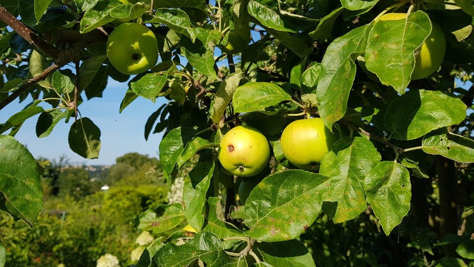 Kleingarten im Dornröschenschlaf sucht motivierte Gärtner in Wilkau-Haßlau