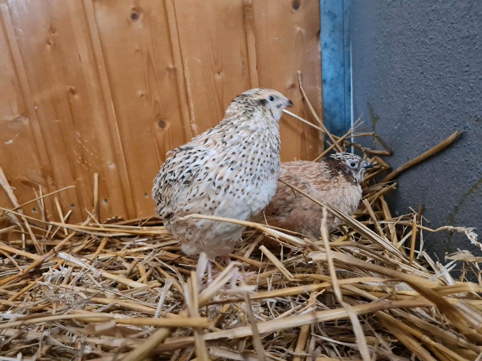 Hühner Junghennen Enten Gänse Wachteln in Aichach