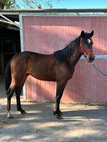 Schöner Quarter Horse Hengst Nordrhein-Westfalen - Iserlohn Vorschau