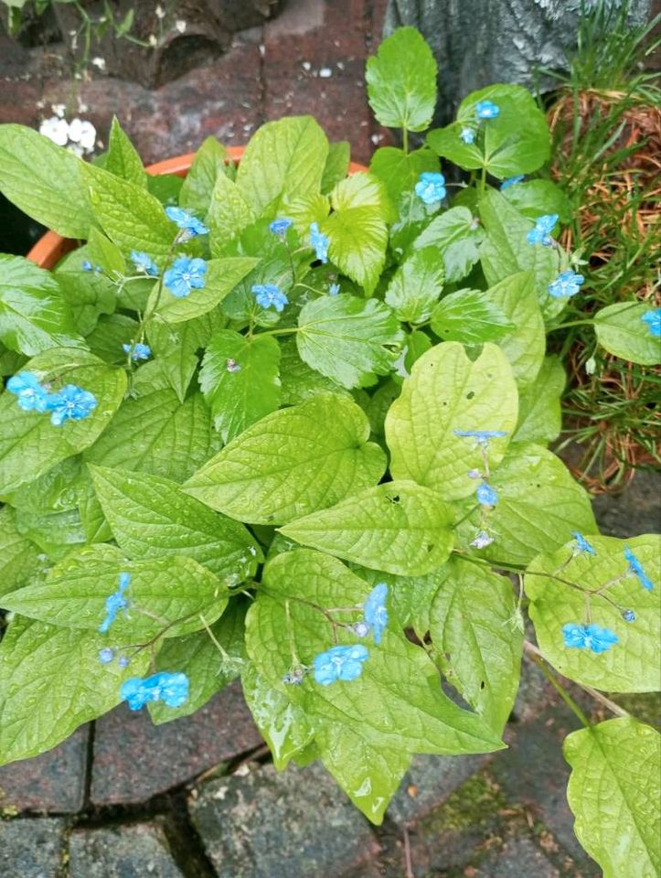 Koniferen,Bodendecker, Blumen, Stauden u.a in Wiemersdorf