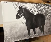 XXL Leinwand - Pferd - schwarz/weiß Bayern - Wolnzach Vorschau