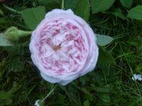 5x great maidens blush duftrose duft rose rosen wurzelecht Baden-Württemberg - Frickingen Vorschau