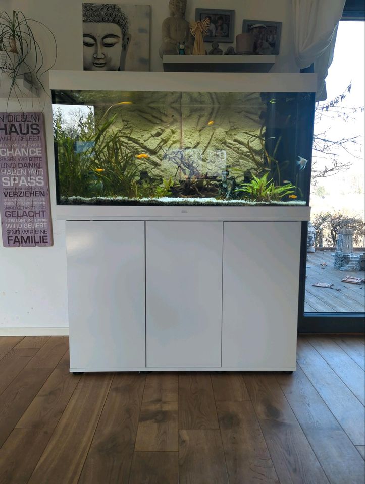 Aquarium von Juwel in weiß inkl. Pflanzen und Besatz in Niedernhausen