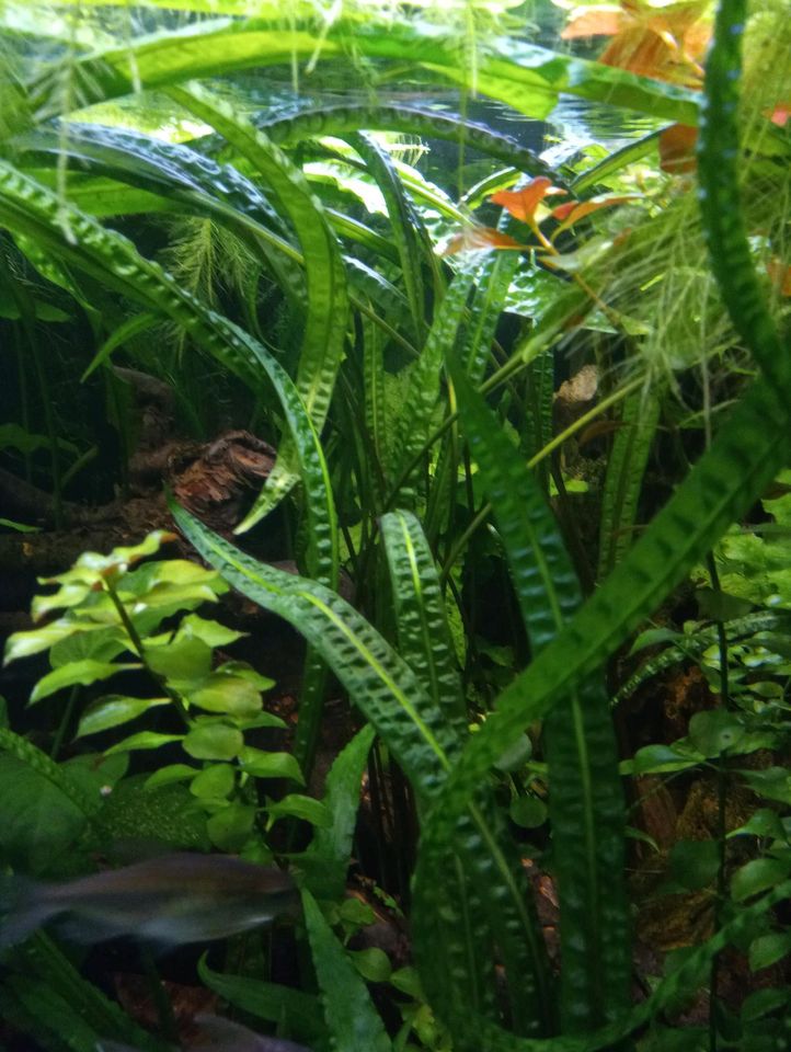 Cryptocoryne crispatula - Großer genoppter Wasserkelch in Sörup