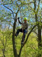 Baumpfleger, Baumkletterer, Baum schneiden, pflegen, fällen Rostock - Reutershagen Vorschau