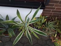 Agave groß zweifarbig Rheinland-Pfalz - Bruchmühlbach-Miesau Vorschau