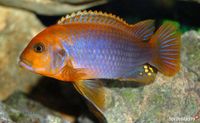 Iodotropheus sprengerae Sachsen - Bischofswerda Vorschau