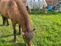 Amme pferd stutenmilch islandpferd Schleswig-Holstein - Kükels Vorschau