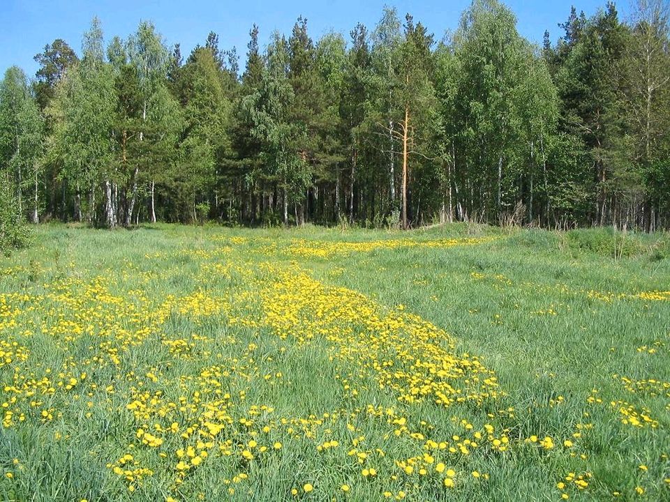 SUCHE Wiese Acker Grünland in Schleife (Ort)