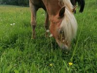 Pflegebeteiligung für lieben Haflinger Bayern - Thurmansbang Vorschau