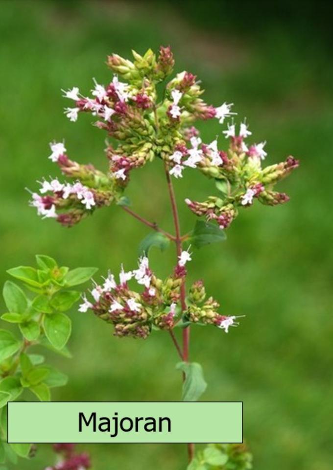 Echter Lavendel mehrjährig, besonders insektenfreundlich in Alzenau