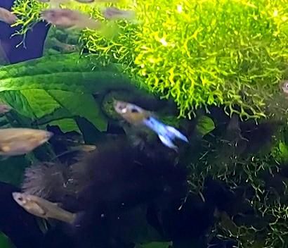 Japan Blue Endler Guppy Pärchen in Selm