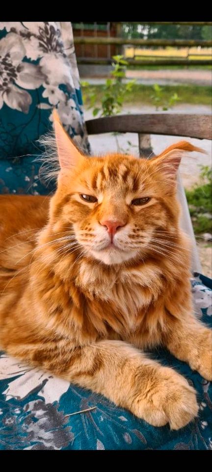 Maine Coon Kater vermisst!!! Finderlohn!! in Balve