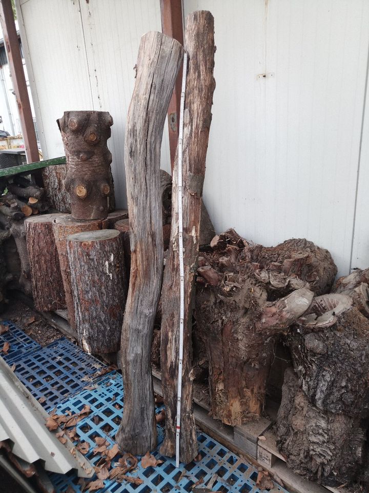 Holz Hainbuche trocken Hainbuchenholz Baum Hainbuchenbaum Stamm in Schöneiche bei Berlin