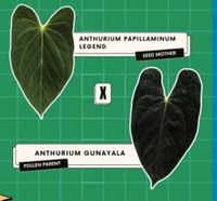 Anthurium Papi Legend x Guna Yala kein Philodendron Nordrhein-Westfalen - Wachtberg Vorschau