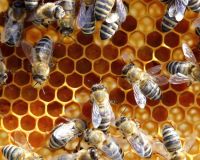 Bienen Bienenvölker DNM oder Zandermaß Bayern - Donnersdorf Vorschau