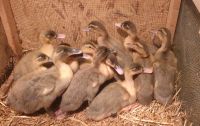 Enten Küken Mix Entenküken Sachsen - Borna Vorschau