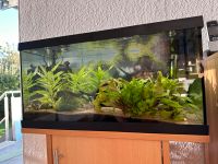 Aquarium Eheim 60L / komplett inkl. Fischen und Garnelen Nordrhein-Westfalen - Lüdenscheid Vorschau