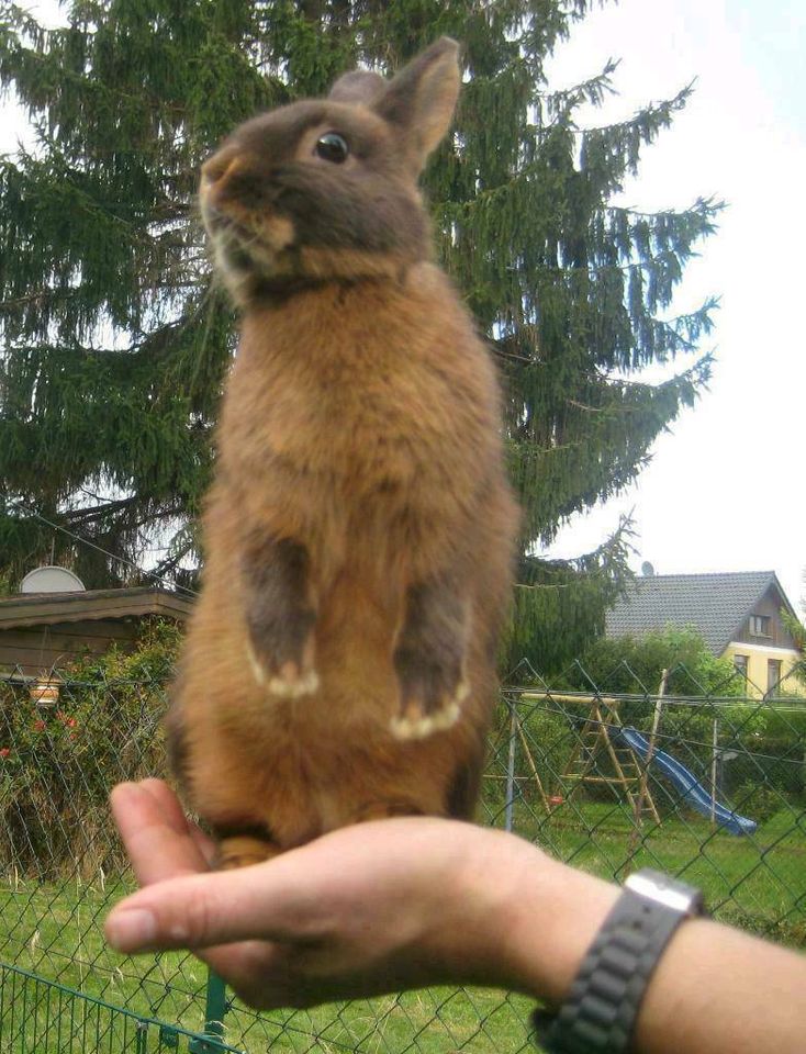 Kaninchen Zwergkaninchen Farbenzwerg Löwenköpfchen Zwergrex in Langerwehe