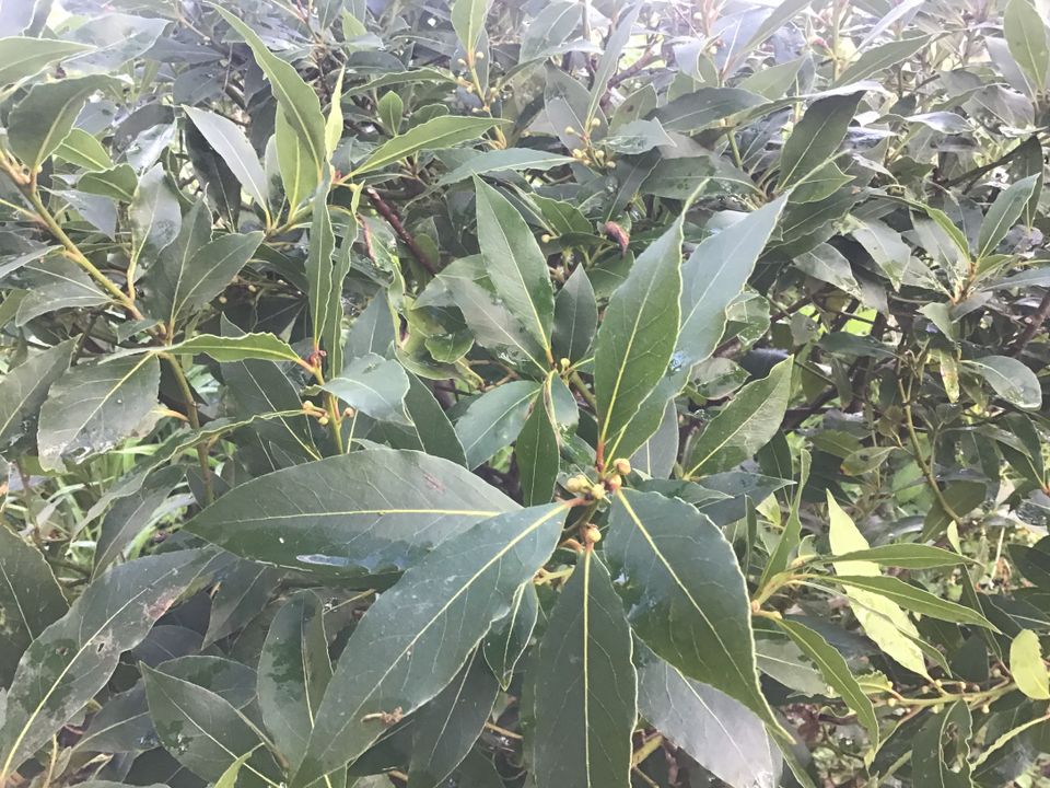 Gewürzlorbeer Kübelpflanze Laurus nobilis in Alpen