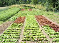 Ich suche einen Garten Baden-Württemberg - Ludwigsburg Vorschau