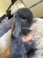 Kaninchen Babys Bremen - Huchting Vorschau