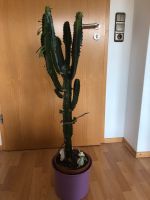 Kaktus Wolfsmilch, Euphorbia, mit Topf 110 cm hoch, Bayern - Ansbach Vorschau