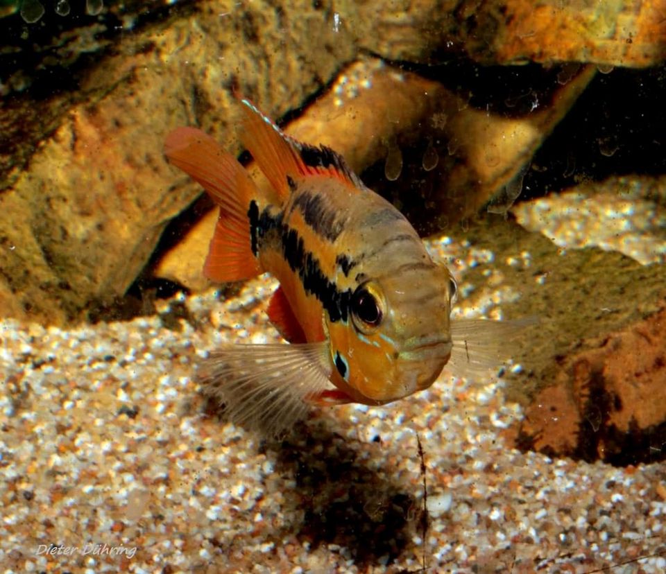 Trichromis salvini - Rio Usumacinta in Karlsruhe