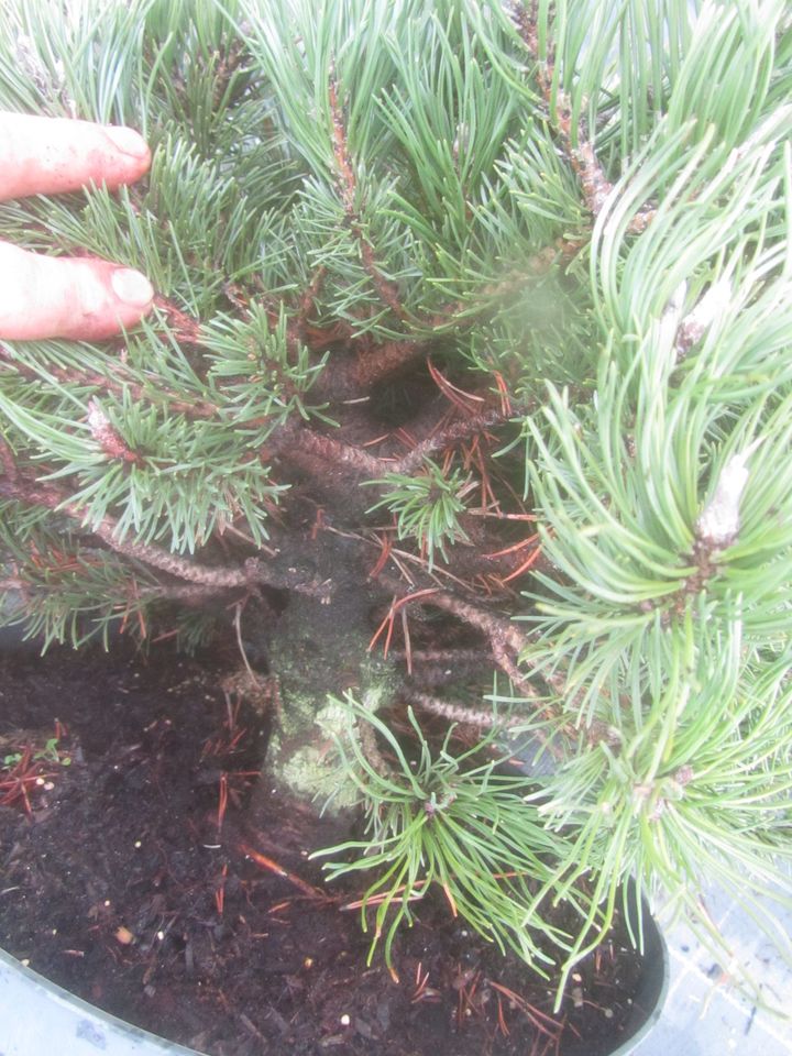 Zwergkiefer-Pinus mugo 'Klostergrün' Bonsai Rohware, Stamm 4,5 cm in Soltau