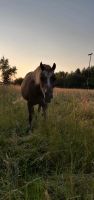 ☆Reitbeteiligung ☆ Pony sucht Reiter ☆ Bayern - Sigmarszell Vorschau
