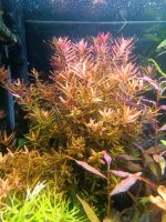 ☘️Rotala rotundifolia, Wasserpflanze, Aquariumpflanze / 3€*☘️ Rheinland-Pfalz - Minfeld Vorschau