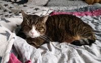 Katze schmerzlich vermisst Baden-Württemberg - Laupheim Vorschau