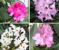4 Rhododendron Rarität - Sichtschutz - starkwüchsig - laubschön Hessen - Stadtallendorf Vorschau