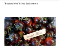 Tomatenpflanzen Bosque Blue Nordvorpommern - Landkreis - Barth Vorschau