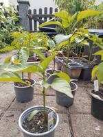 Tomaten & Paprika-Jungpflanzen - es ist noch Zeit zu pflanzen! Nordrhein-Westfalen - Bönen Vorschau