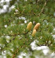 Libanon-Zeder 60-80cm - Cedrus libani Niedersachsen - Bad Zwischenahn Vorschau