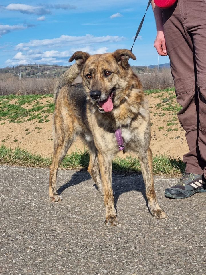 Schäferhund Mischling Gellu: sucht sein Zuhause zum Glücklichsein in Kenzingen